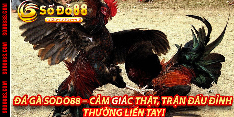 Đá Gà Sodo88 – Cảm Giác Thật, Trận Đấu Đỉnh, Thưởng Liền Tay!