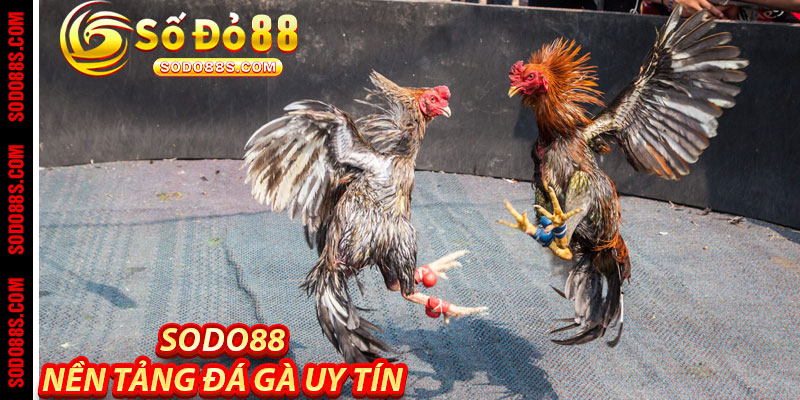 Sodo88: Nền Tảng Đá Gà Uy Tín