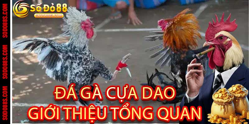 Đá Gà Cựa Dao: Giới thiệu tổng quan